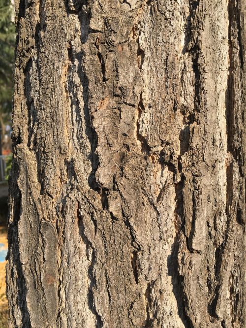 wood bark brown
