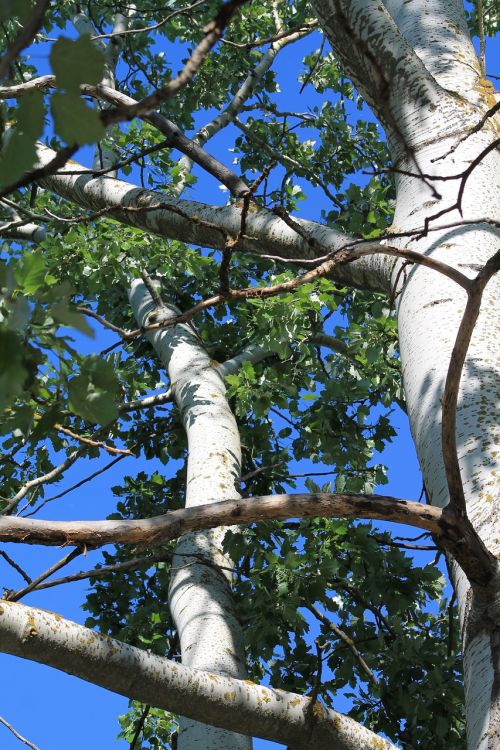 wood nature foliage