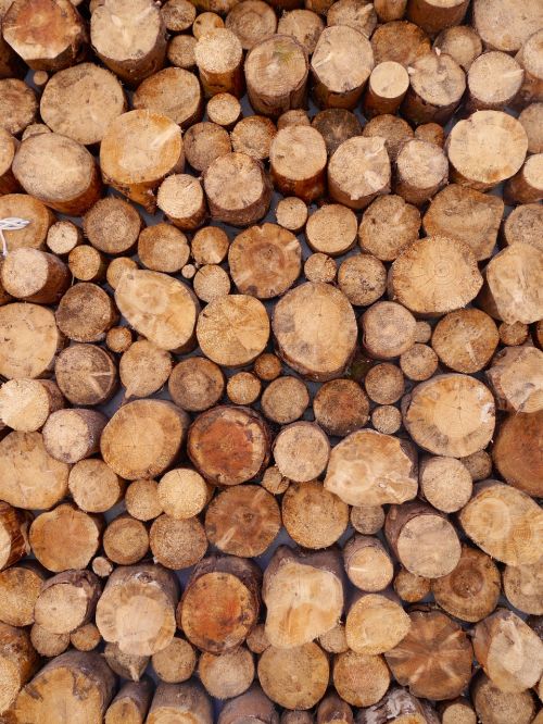 wood logs stack