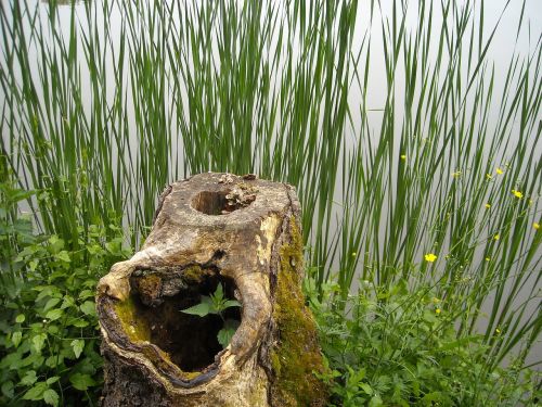 wood billet stump