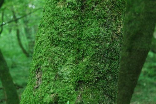 wood moss forest