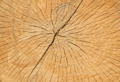 wood cracks structure
