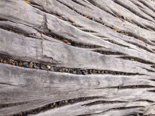 wood nature texture