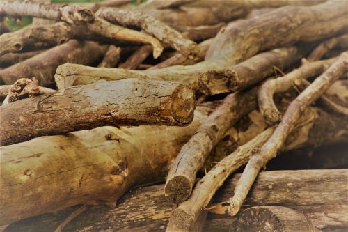 wood sticks forest