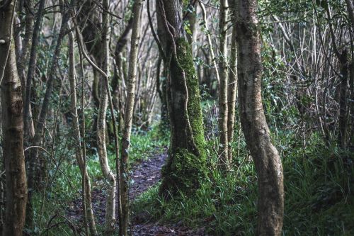 wood forest trees