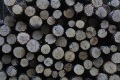 wood logs forest