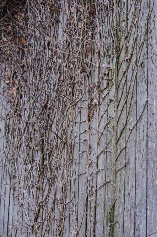 wood branches wall