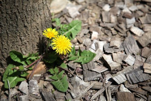 wood flowers dandelion