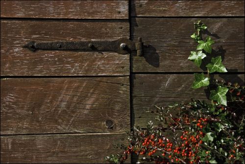 wood hinge ivy