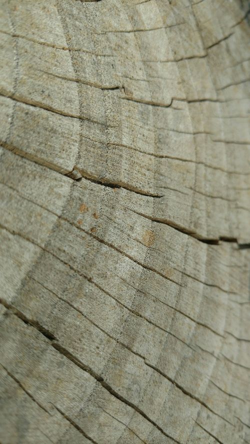wood tree lakewood