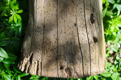 wood stump wooden