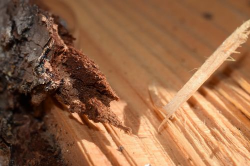 wood bark woodworking