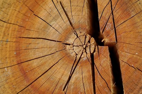 wood stump wooden