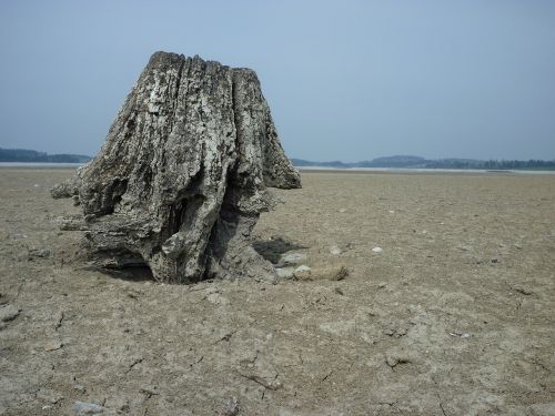 wood tree log