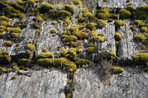 wood weathered moss