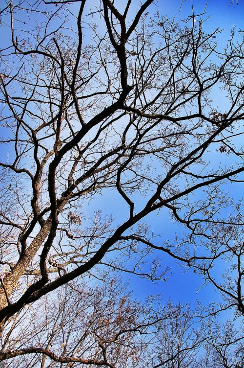 wood in the forest sky