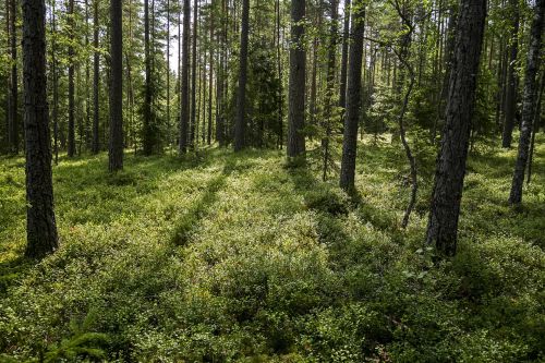 wood summer finland