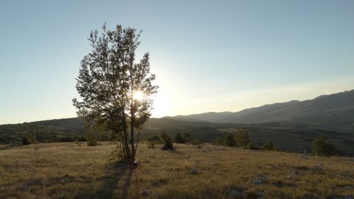 wood summer landscape