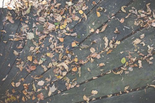wood deck leaves