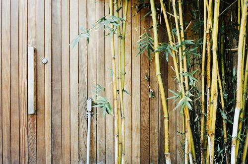 wood bamboo gate