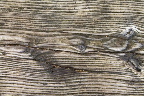 wood grain fibers