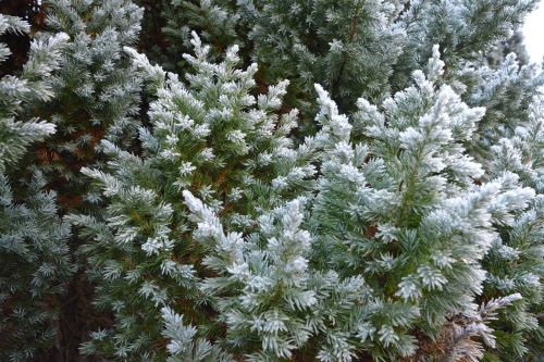 wood winter tree snow flower