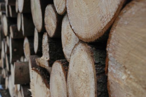 wood tree closeup