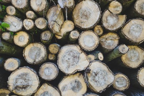 wood forest trees