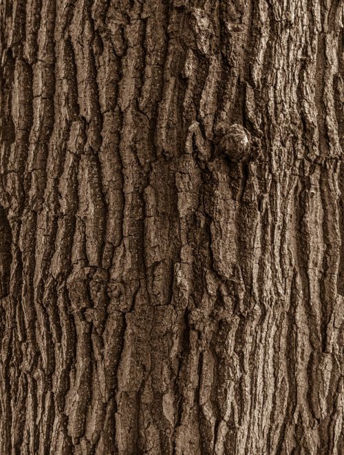 wood texture forest