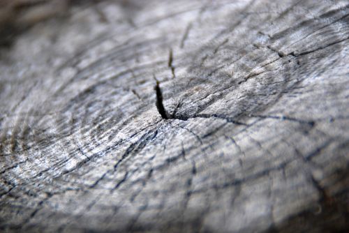 wood texture wooden