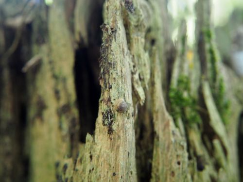 wood forest log