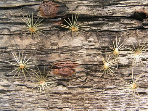 wood texture background