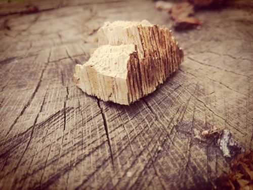 wood forest trees