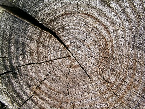 wood trunk texture