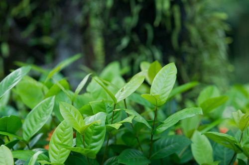 wood plants nature