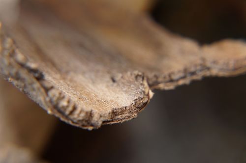 wood bark background