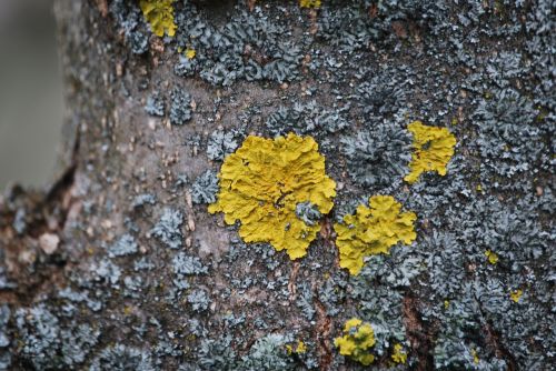 wood bark lichen