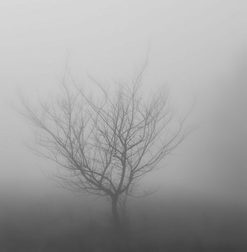 wood fog winter