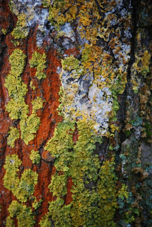 wood lichen forest