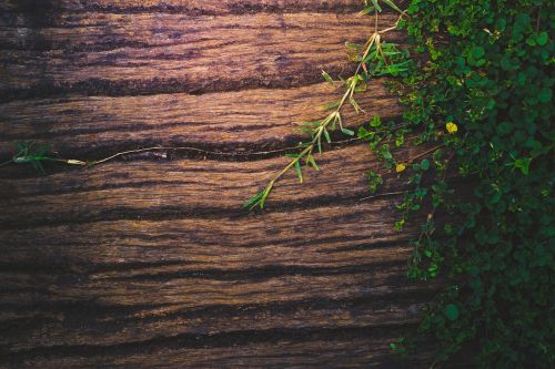 wood background wooden