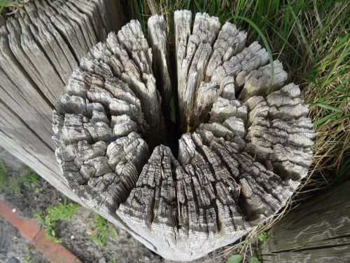 wood still life post