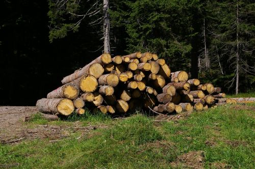 wood trunks bark