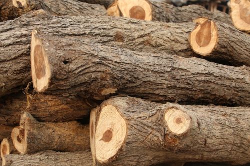 wood logs trees