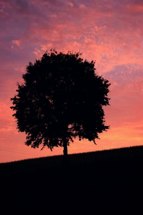 wood silhouette sunset