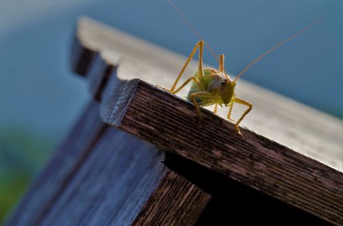 wood insect nature