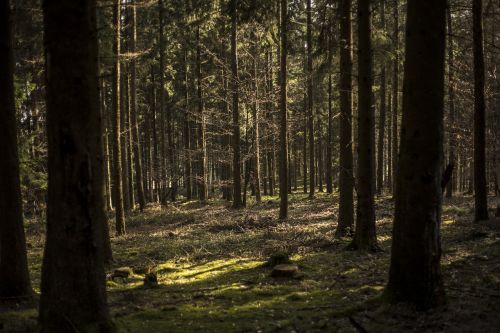 wood tree nature