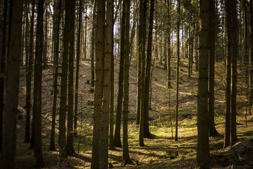 wood tree nature