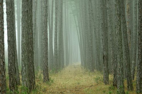 wood nature tree