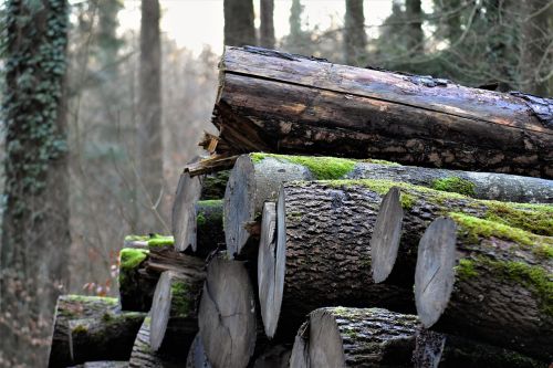 wood tree nature