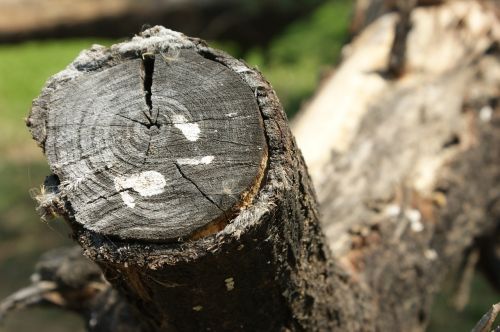 wood tree tree log